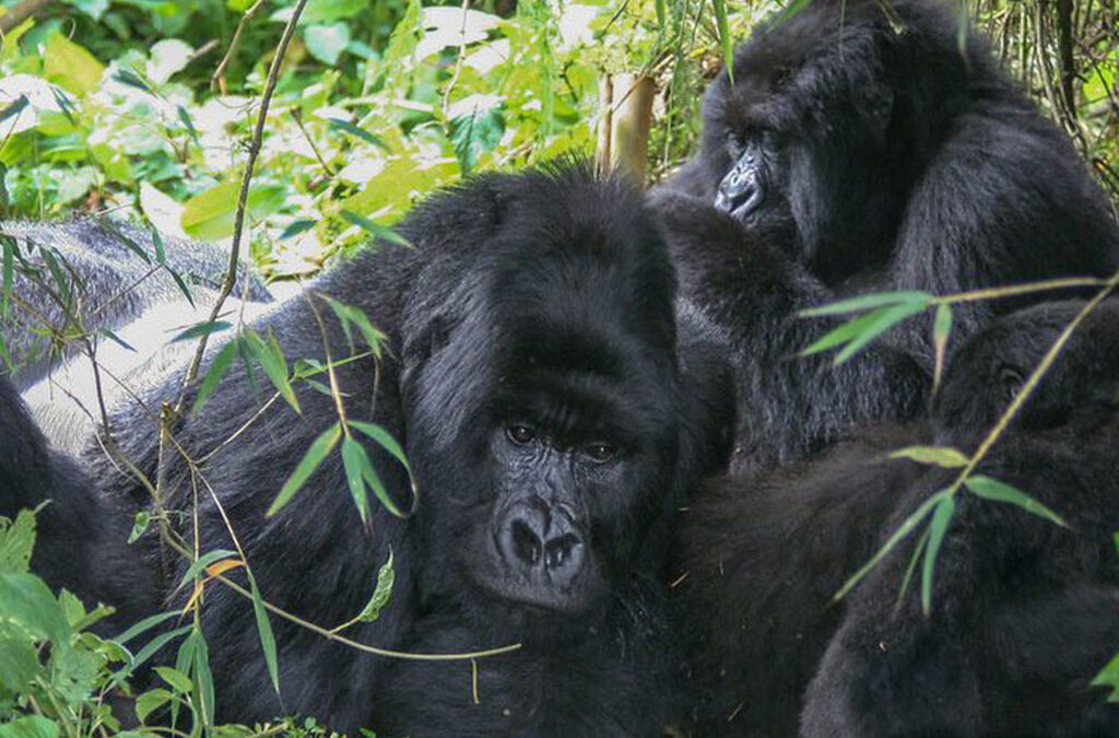 silverback and a blackback