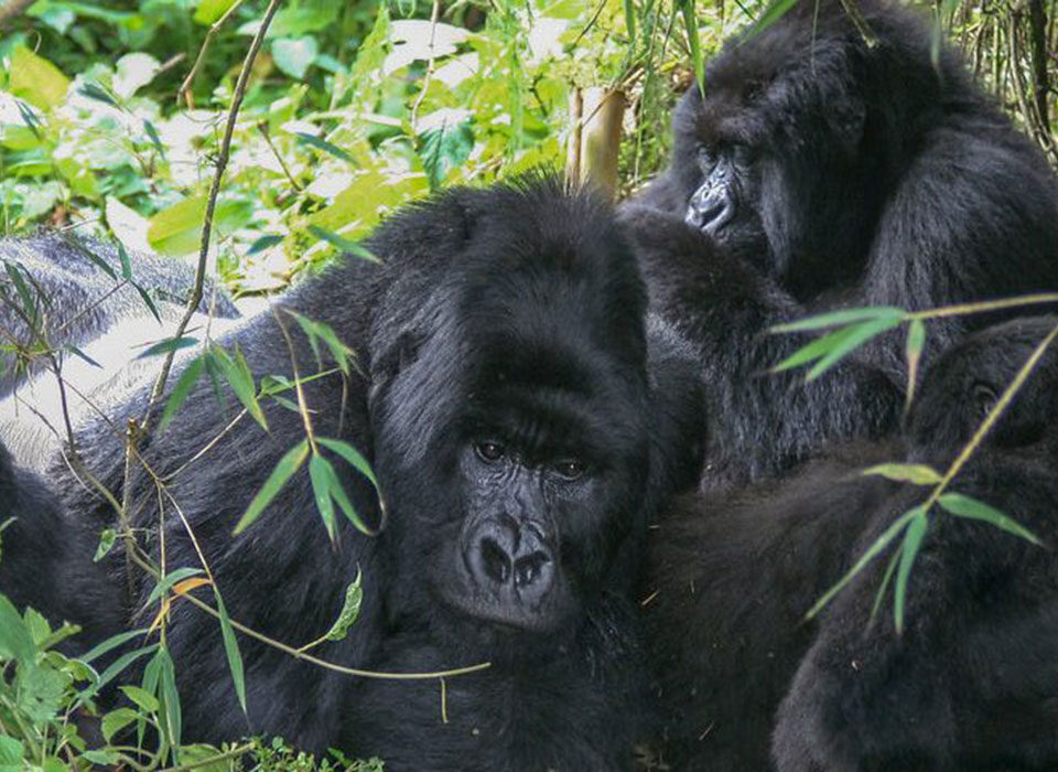 silverback and a blackback