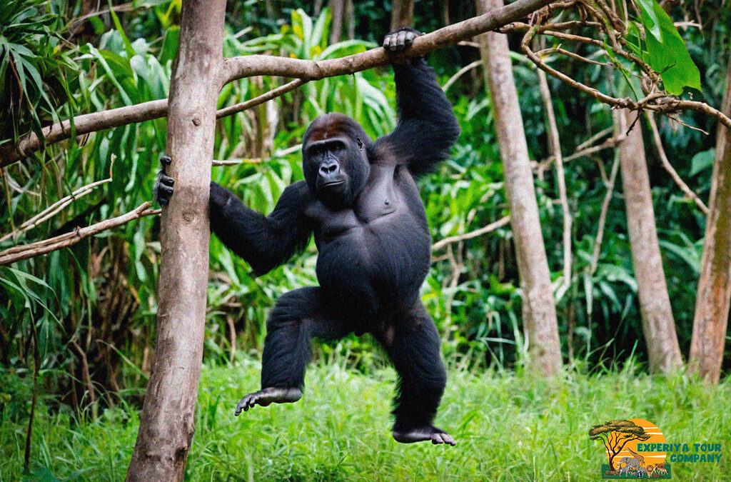 Frequently Asked Questions About Gorilla Safaris in Uganda