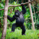 Frequently Asked Questions About Gorilla Safaris in Uganda