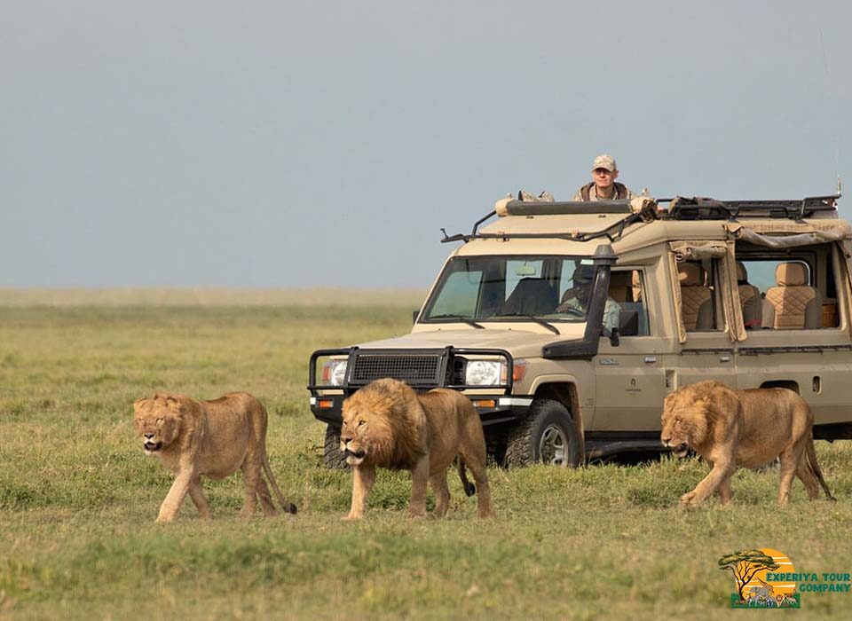 Game Drives in Ngorongoro Crater