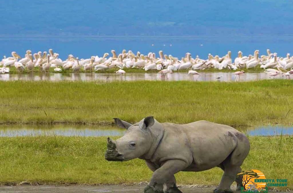 4 Days Lake Nakuru and Masai Mara Safari