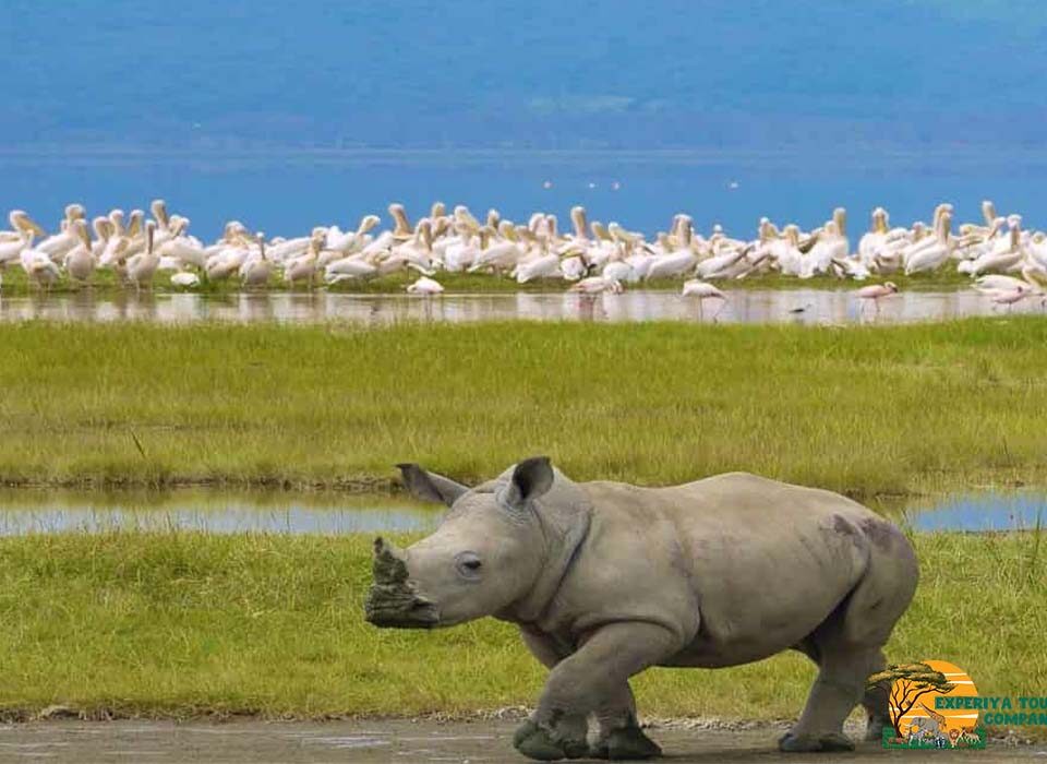 4 Days Lake Nakuru and Masai Mara Safari