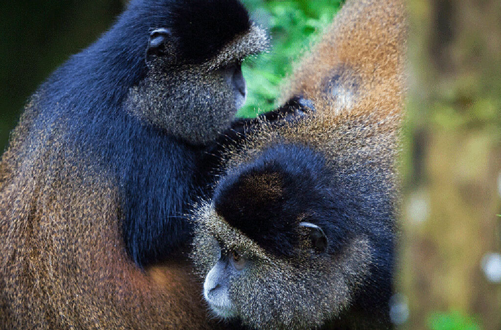 golden monkey tracking in Rwanda