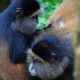 golden monkey tracking in Rwanda