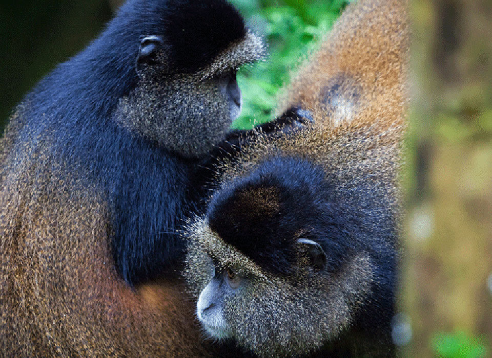 golden monkey tracking in Rwanda