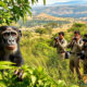 Best Activities to Do in Gombe National Park on a Tanzania Chimpanzee Trekking Tour