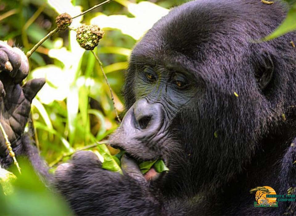 Gorilla Habituation Safari Starting from Entebbe