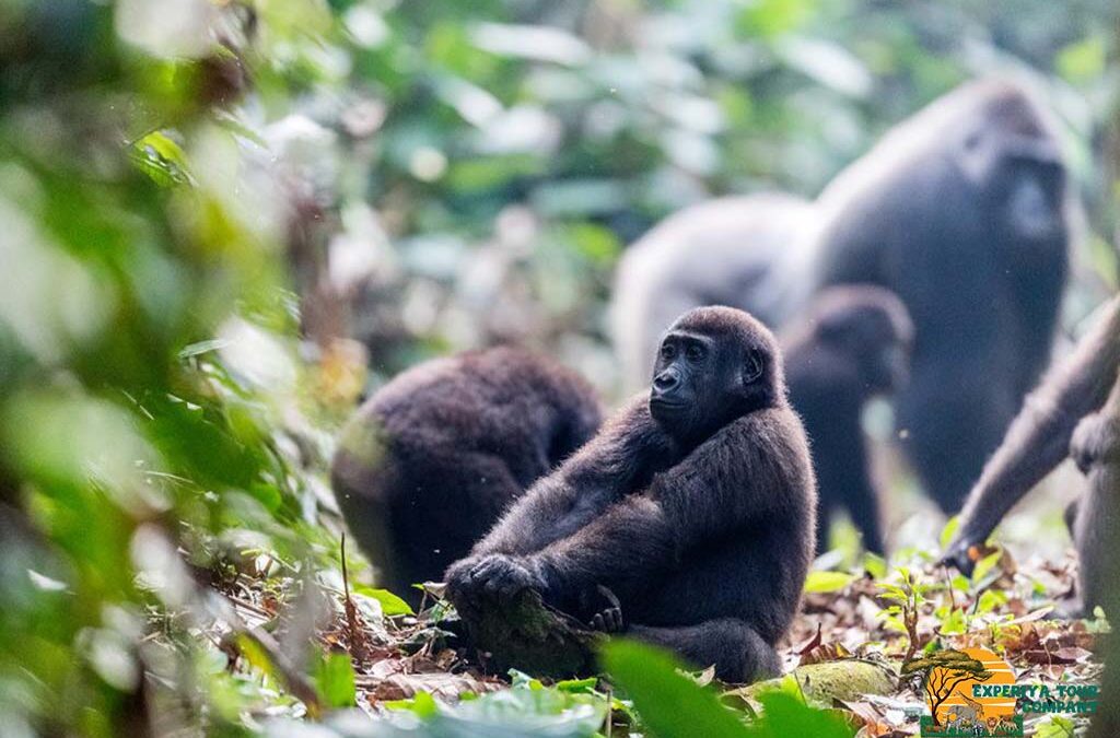 Does Rain Affect Gorilla Trekking in Uganda and Rwanda?