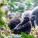 Does Rain Affect Gorilla Trekking in Uganda and Rwanda?