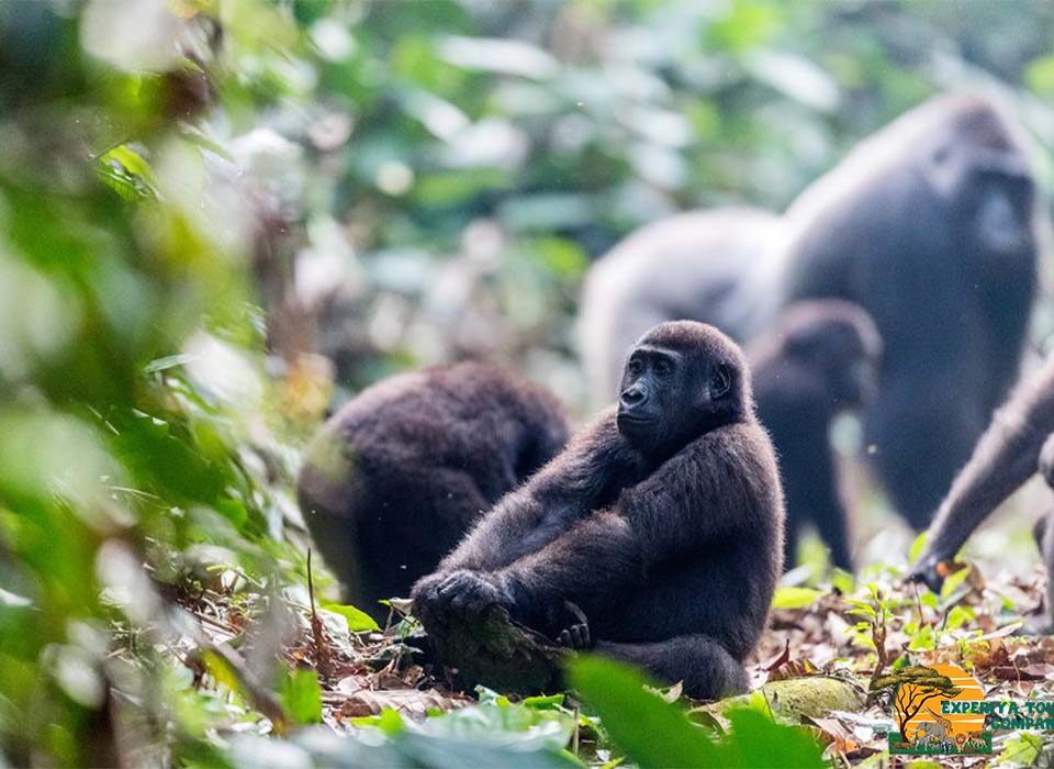 Does Rain Affect Gorilla Trekking in Uganda and Rwanda?