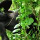 How Many Gorilla Tracking Locations Does Bwindi Impenetrable National Park Have?