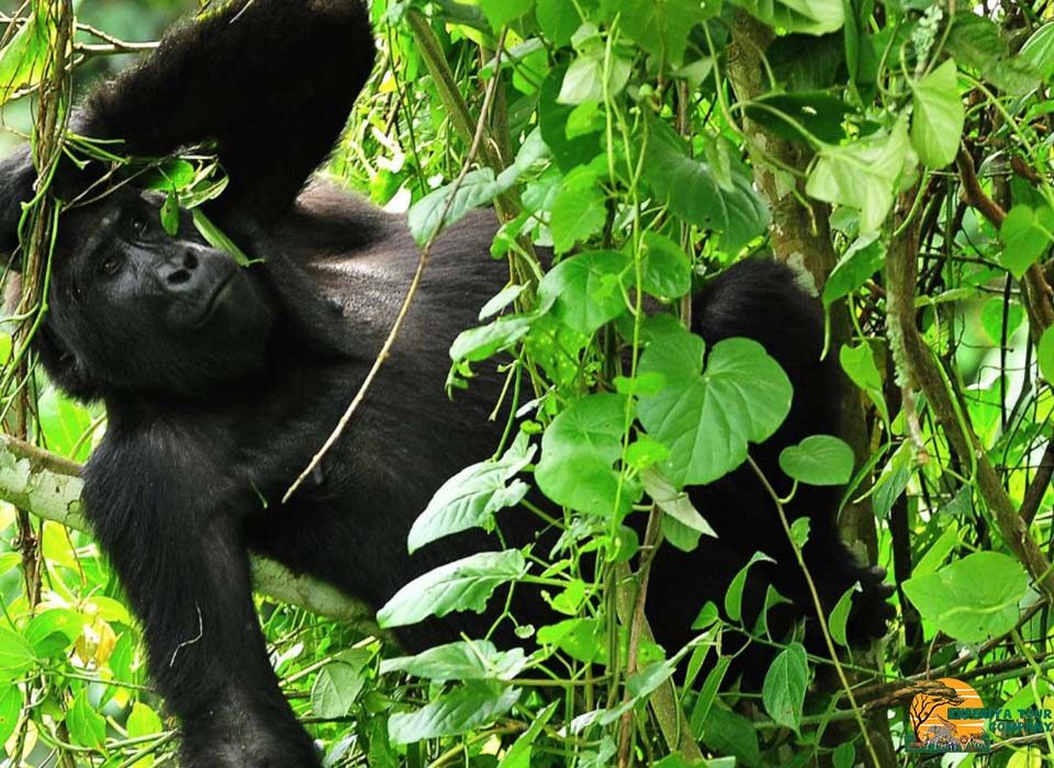 How Many Gorilla Tracking Locations Does Bwindi Impenetrable National Park Have?