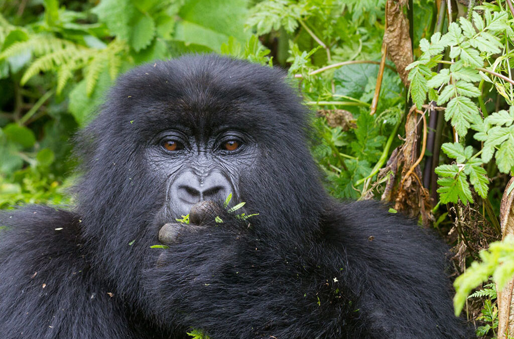 Comparing gorilla trekking