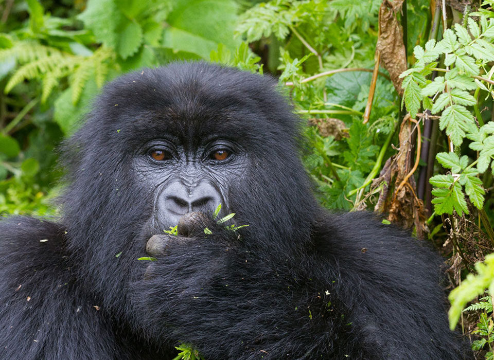 Comparing gorilla trekking