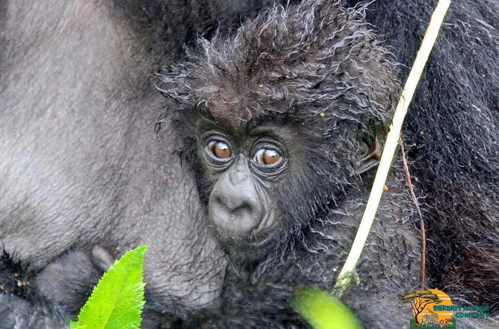 Are Gorillas Primates?