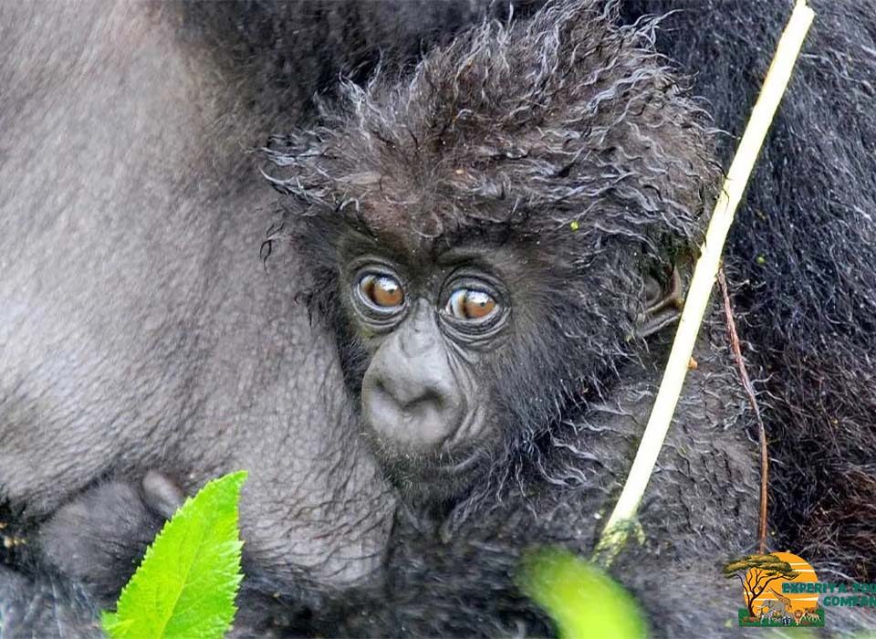 Are Gorillas Primates?