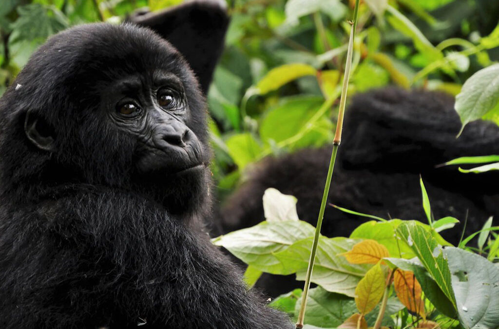 Which country is better for gorilla trekking