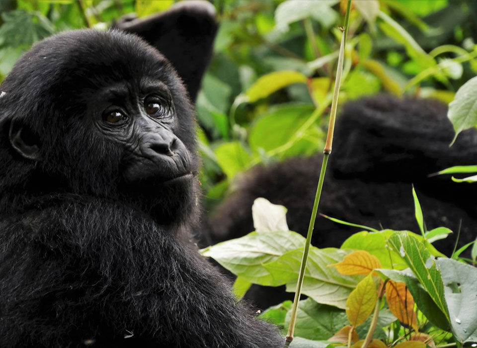 Which country is better for gorilla trekking