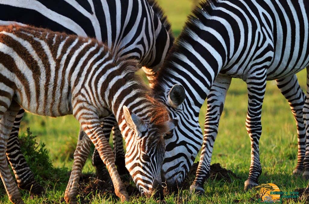 The Hidden Wildlife Gems of East Africa