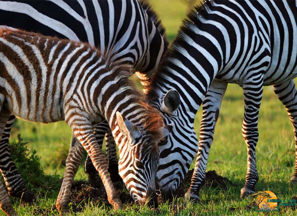 The Hidden Wildlife Gems of East Africa