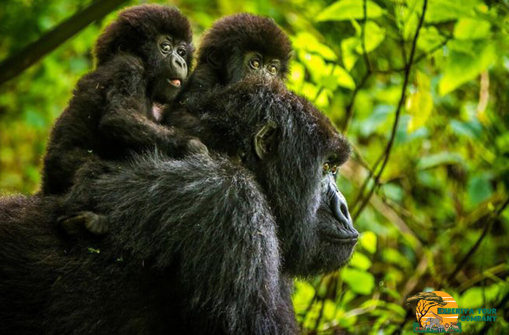 How to Plan a Uganda Gorilla and Chimpanzee Safari Starting from Kigali