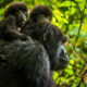 How to Plan a Uganda Gorilla and Chimpanzee Safari Starting from Kigali