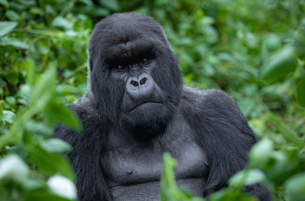is gorilla trekking worth the money