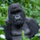 is gorilla trekking worth the money
