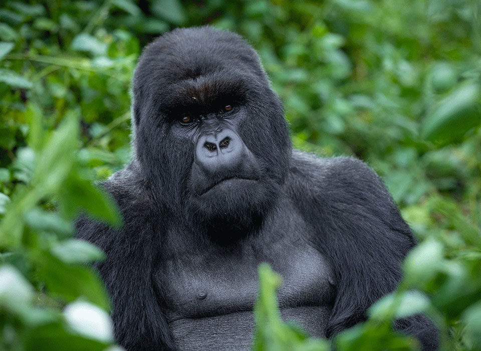 is gorilla trekking worth the money