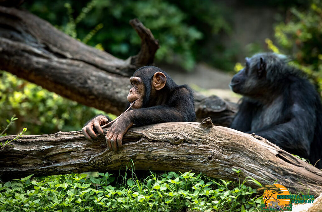 Is January a Good Time to Visit Uganda?