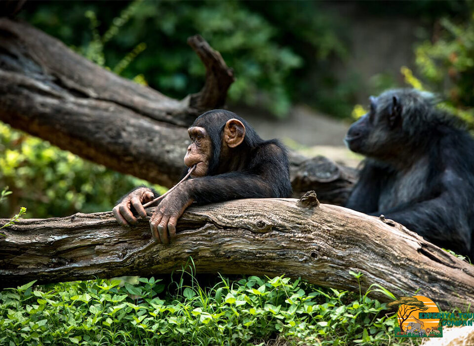 Is January a Good Time to Visit Uganda?