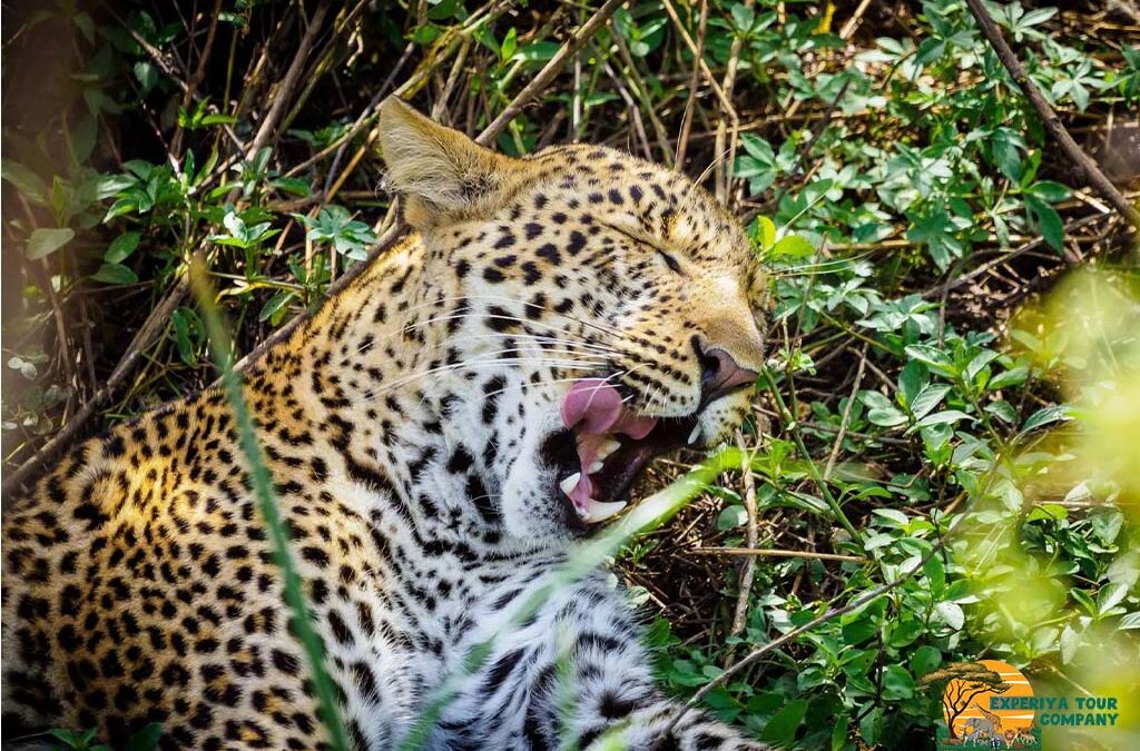 7 Days Kenya Wildlife Safari and Beach Holiday