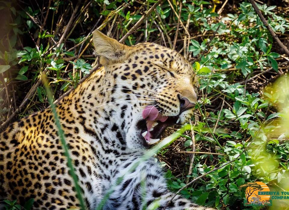 7 Days Kenya Wildlife Safari and Beach Holiday