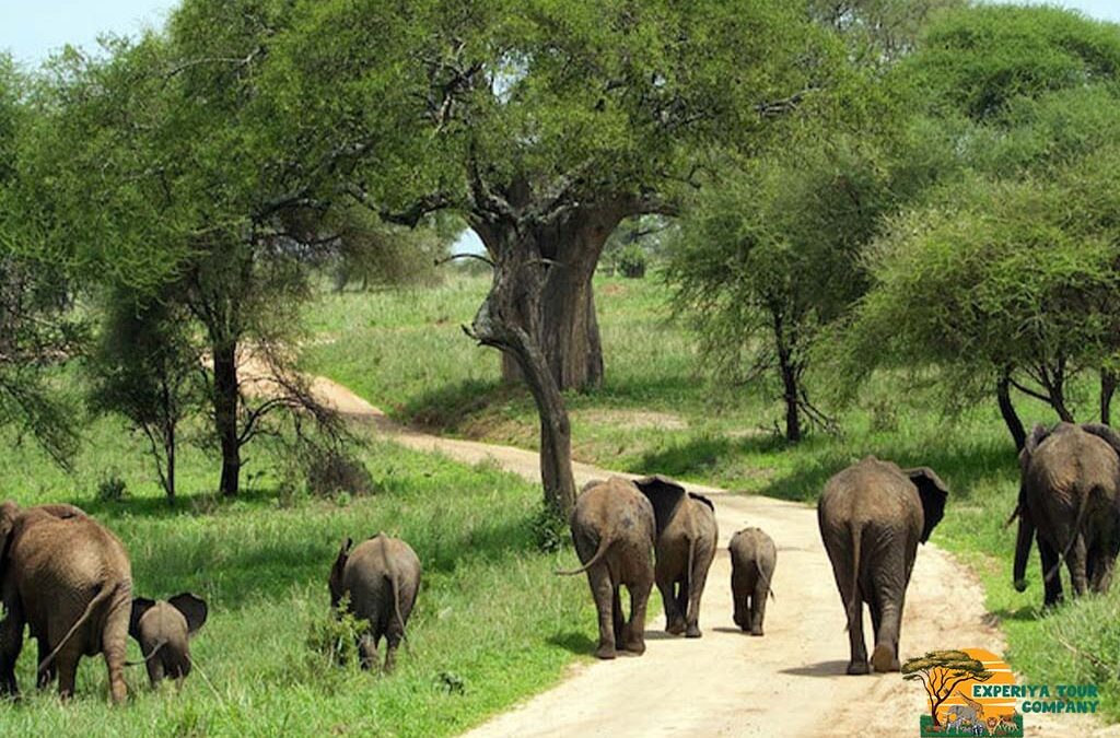 4 Days Kidepo Wildlife Safari