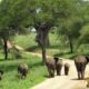 4 Days Kidepo Wildlife Safari