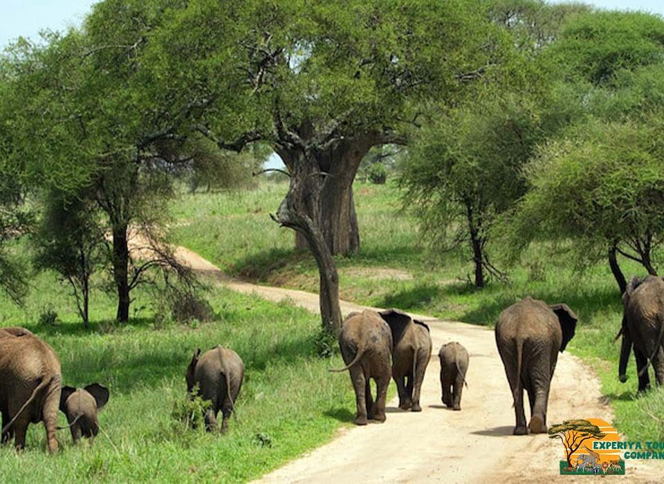 4 Days Kidepo Wildlife Safari