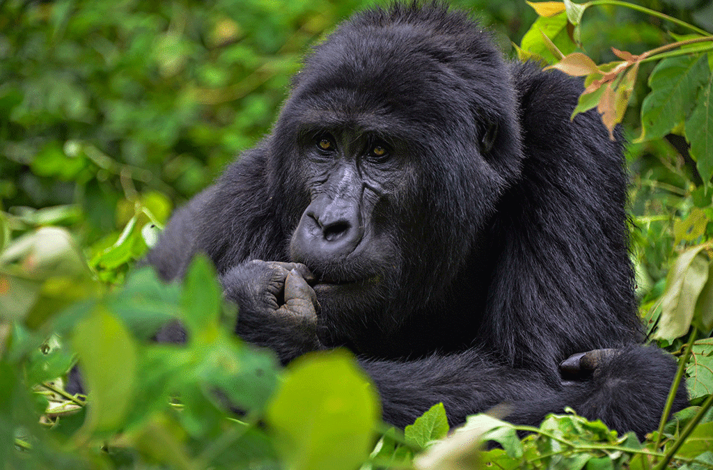 Reasons tourists return to Uganda