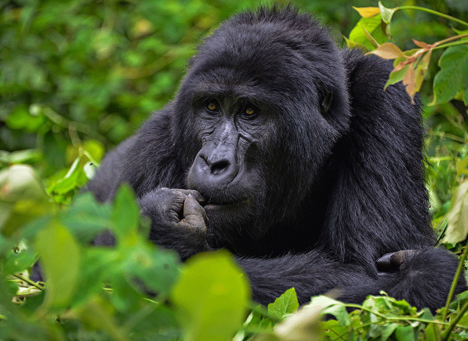 Reasons tourists return to Uganda