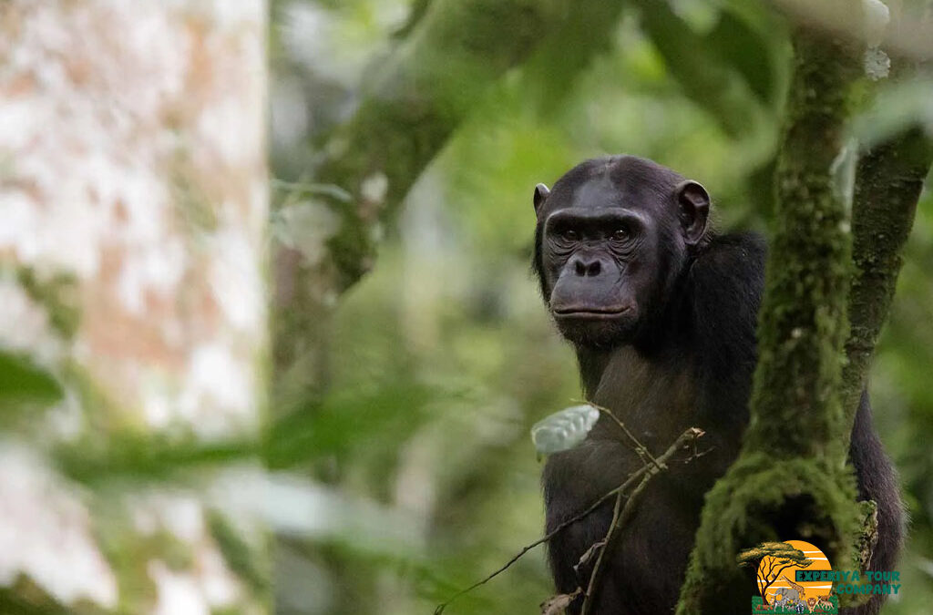3-Day Chimpanzee Trekking Adventure in Nyungwe Forest