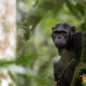 3-Day Chimpanzee Trekking Adventure in Nyungwe Forest