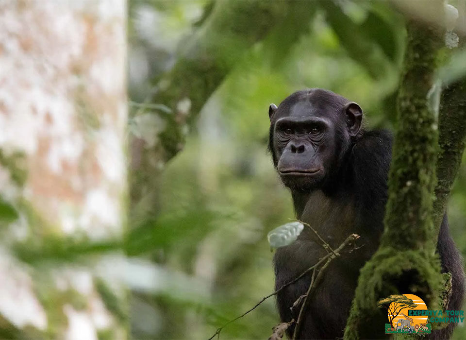 3-Day Chimpanzee Trekking Adventure in Nyungwe Forest
