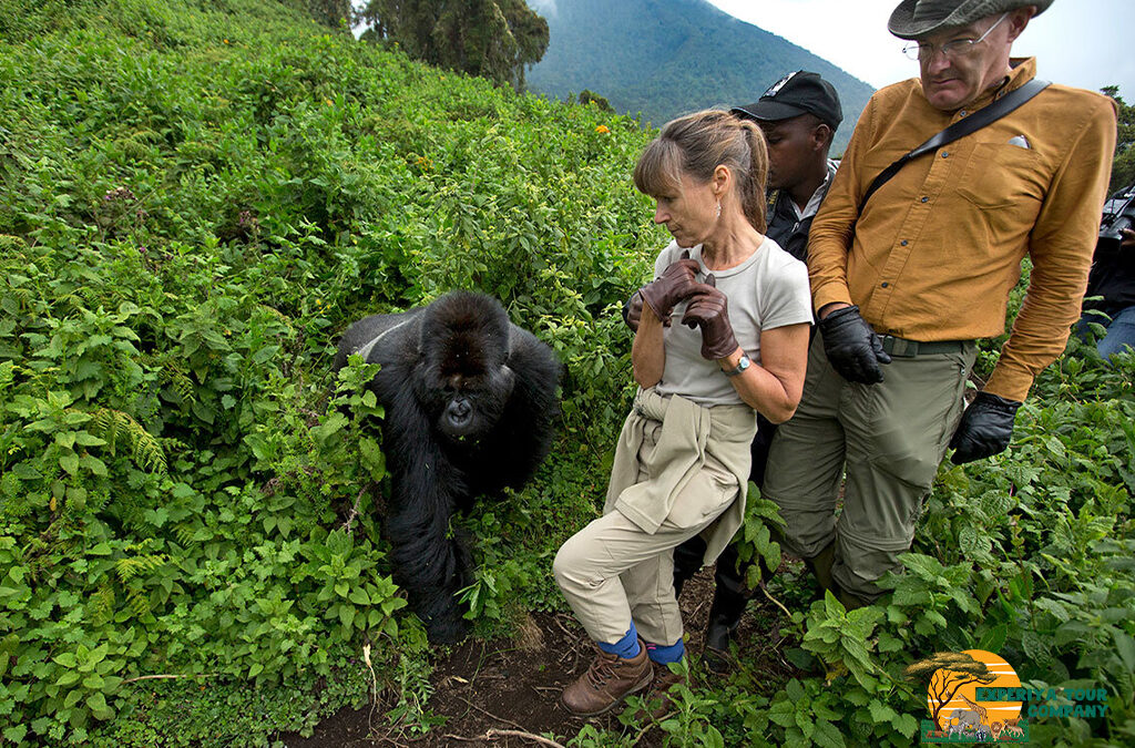 Spending More Than One Hour with Mountain Gorillas
