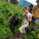 Spending More Than One Hour with Mountain Gorillas