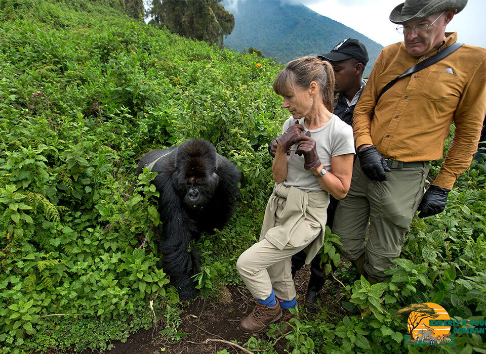 Spending More Than One Hour with Mountain Gorillas