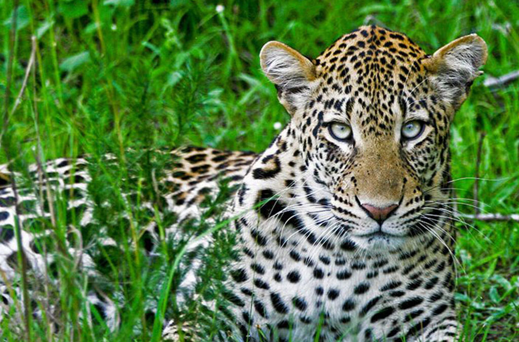 How to Book a Safari in Uganda