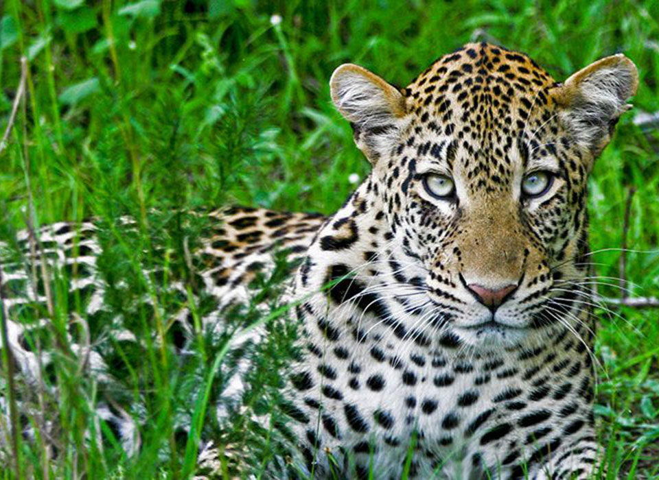 How to Book a Safari in Uganda