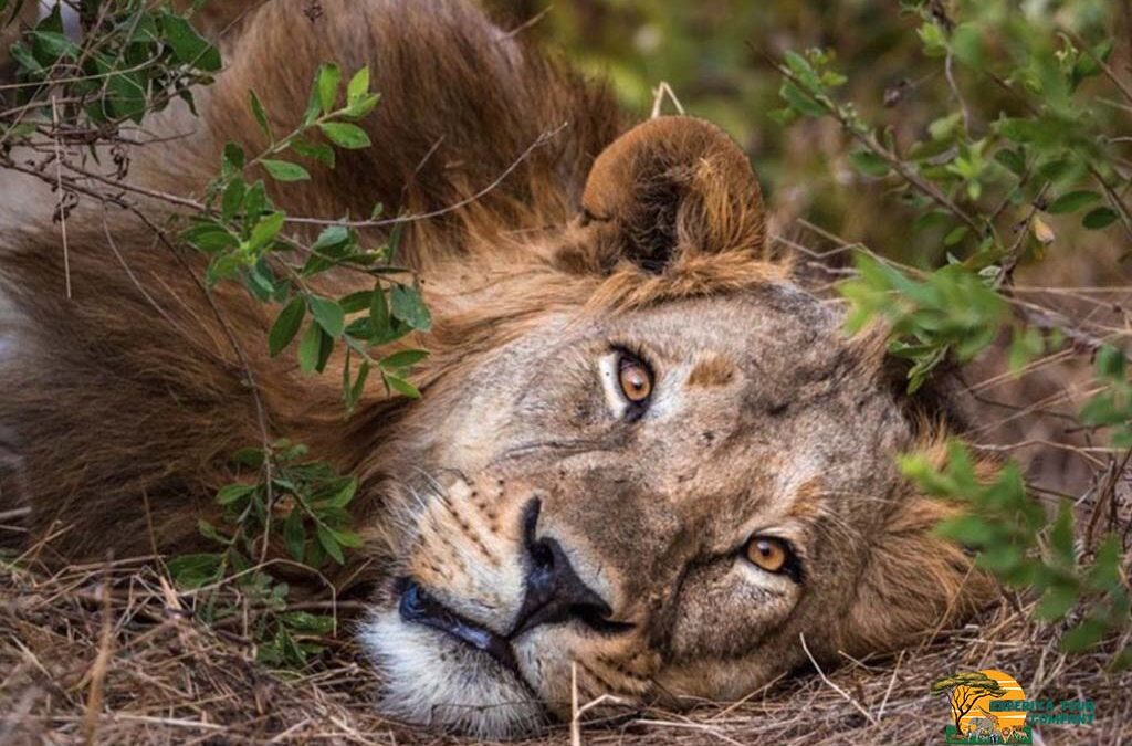 How to Choose a Safari Destination for January 2026