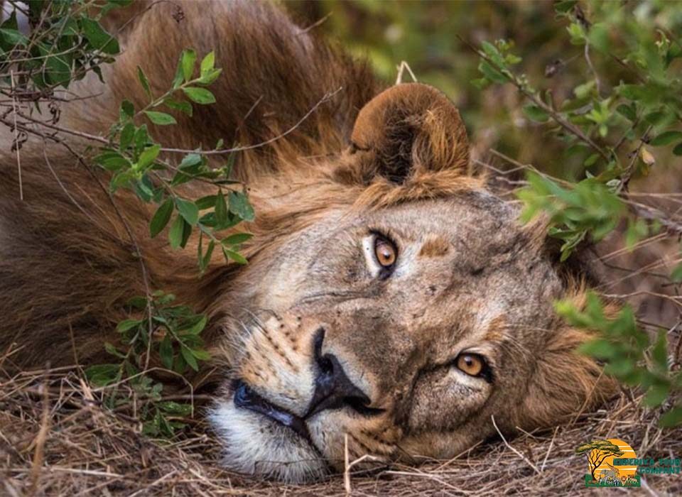 How to Choose a Safari Destination for January 2026