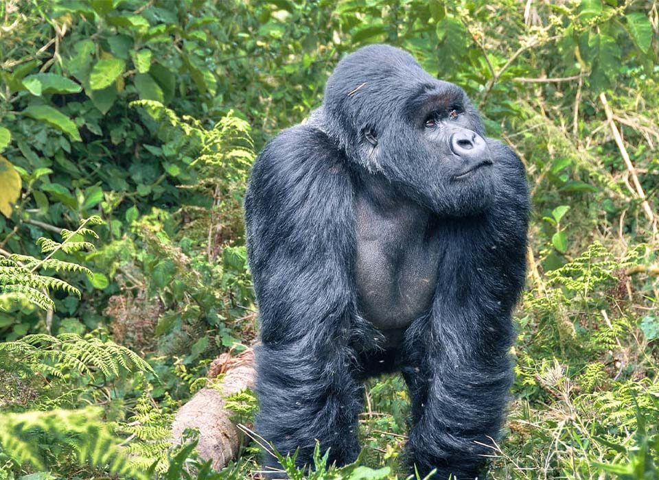 What Can I Expect from a Safari in Rwanda?